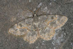 Charissa staudingeri