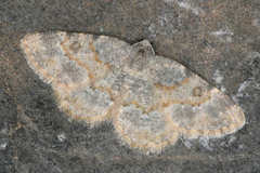 Charissa staudingeri