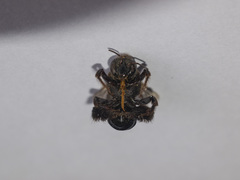 Ctenoplectra chalybea