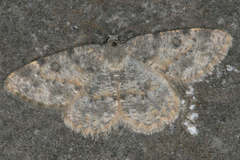 Charissa staudingeri