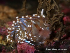 Facelina auriculata