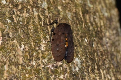 Penthicodes atomaria