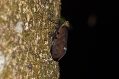 Penthicodes atomaria