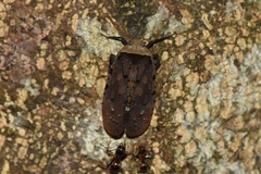 Penthicodes atomaria