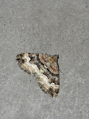 Xanthorhoe biriviata