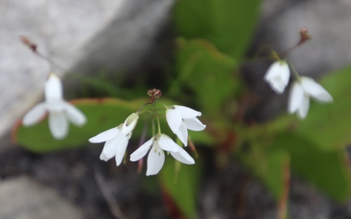 Image of Heliophila meyeri by (c) Tony Rebelo, some rights reserved (CC BY-SA)