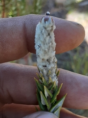 Phylica spicata spicata