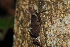 Penthicodes atomaria