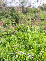 Paragomphus lineatus