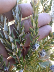 Phylica spicata spicata