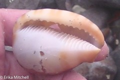 Cypraecassis testiculus