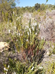 Phylica spicata spicata