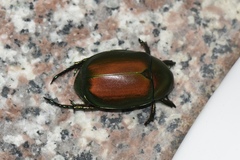 Anomala virens
