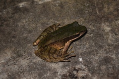 Odorrana versabilis
