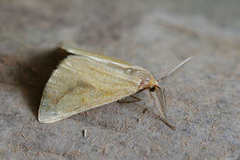 Aspitates collinaria