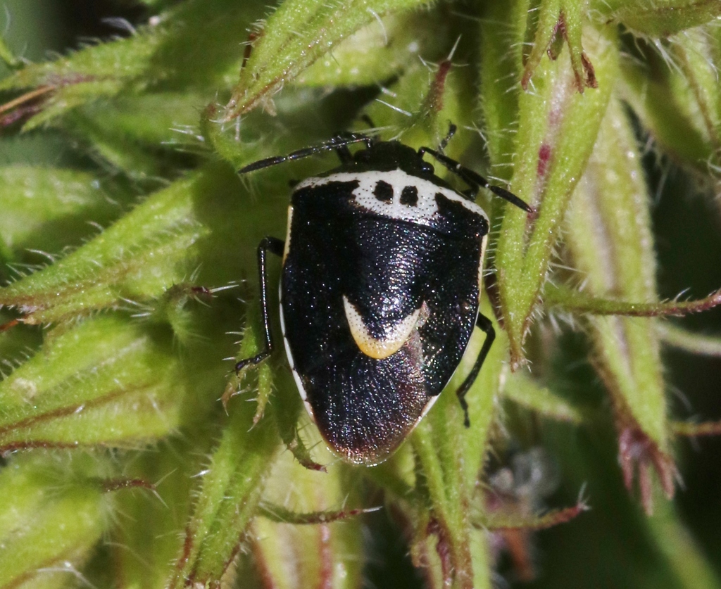Cosmopepla binotata
