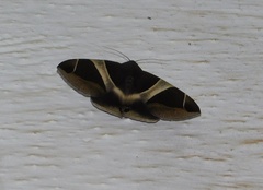 Bastilla crameri