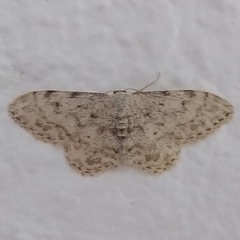Idaea camparia