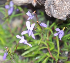 Viola decumbens