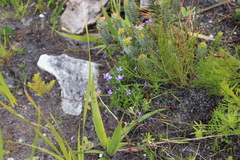 Viola decumbens