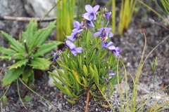 Viola decumbens