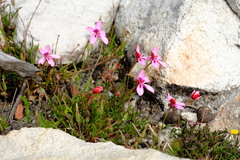 Pelargonium capillare