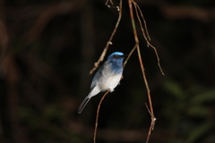 Cyornis hainanus