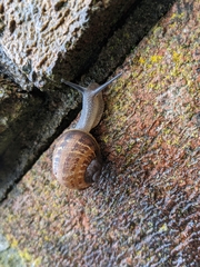 Cornu aspersum