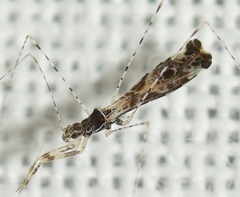 Empicoris brevispinus