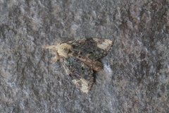 Farigia vecina
