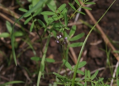 Dalea polygonoides