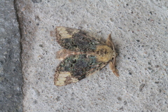 Farigia vecina