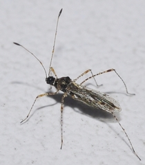 Gampsocoris punctipes