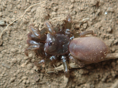 Atypus karschi