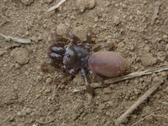 Atypus karschi