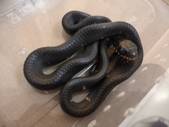 Boiga melanota