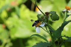 Megachile conjuncta