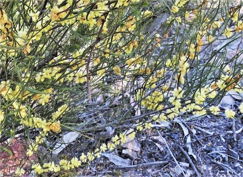 Acacia phasmoides