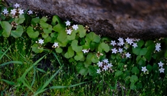 Crassula dentata