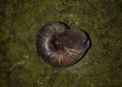 Cyclophorus martensianus