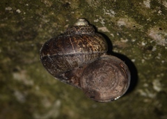 Cyclophorus martensianus