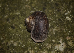 Cyclophorus martensianus