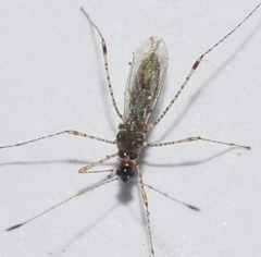 Gampsocoris punctipes