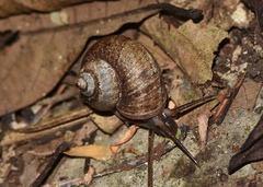 Cyclophorus martensianus