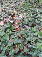 Orobanche laxissima