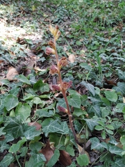 Orobanche laxissima