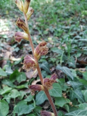 Orobanche laxissima