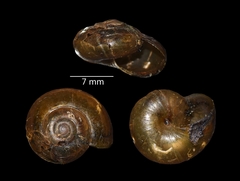 Macrochlamys sinensis