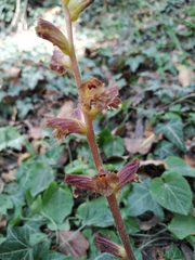 Orobanche laxissima