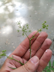 Sium sisaroideum